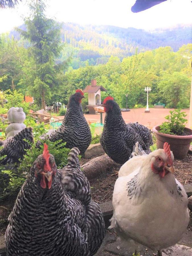 Waldnest Odenwald Hotell Eksteriør bilde