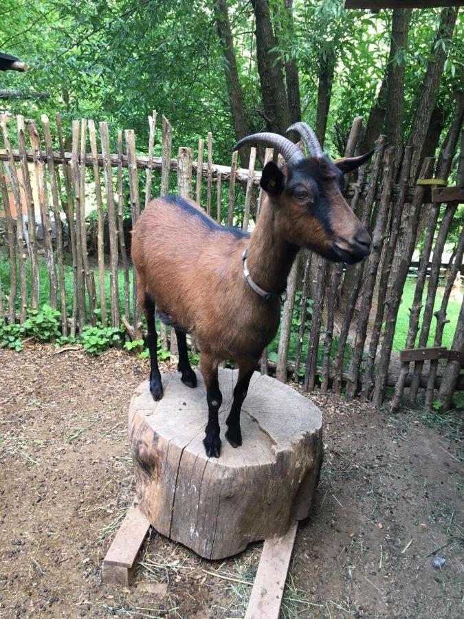 Waldnest Odenwald Hotell Eksteriør bilde